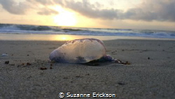 Portuguese Man-of-War at sunrise, taken in West Palm Beac... by Suzanne Erickson 